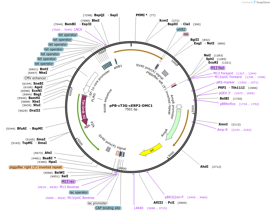 222541-plasmid-map-sequence-id-437986