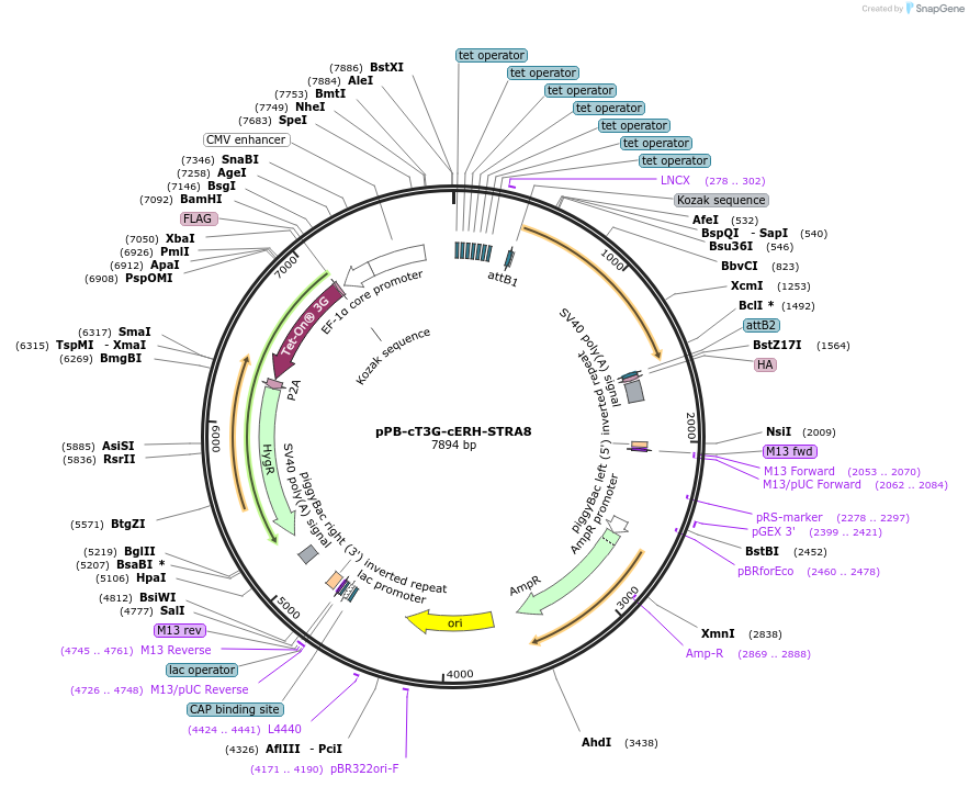 222585-plasmid-map-sequence-id-437990