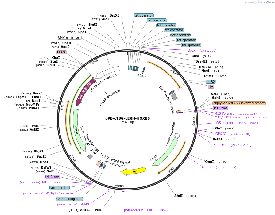 222584-plasmid-map-sequence-id-437991