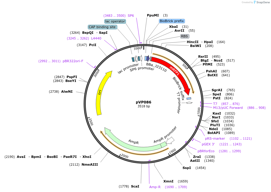 222038-plasmid-map-sequence-id-438015