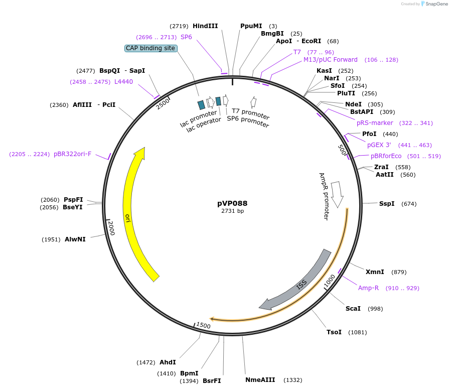 222039-plasmid-map-sequence-id-438019
