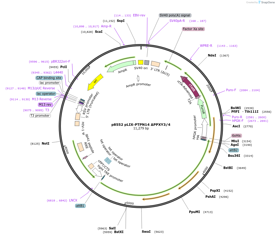 221645-plasmid-map-sequence-id-438020
