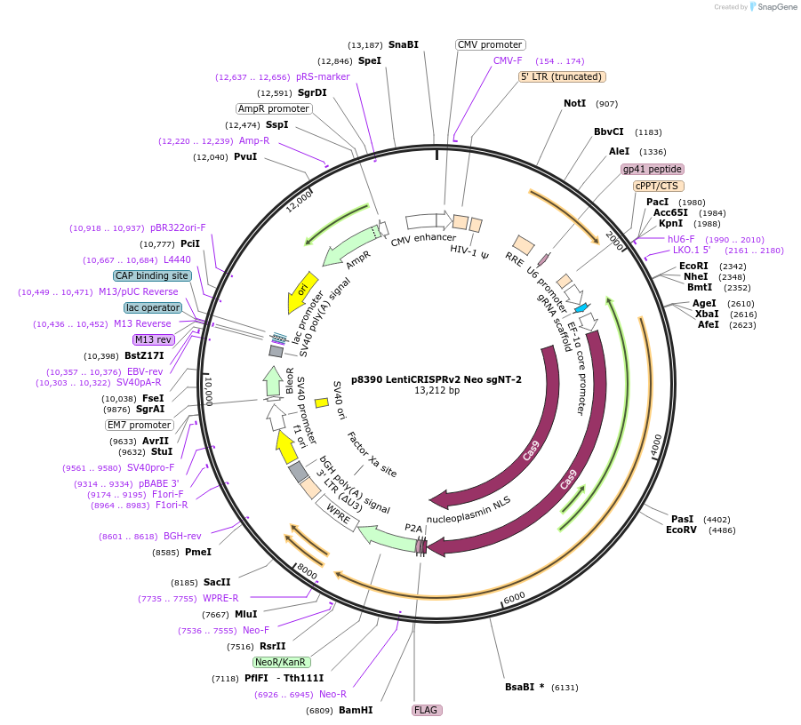 221650-plasmid-map-sequence-id-438021