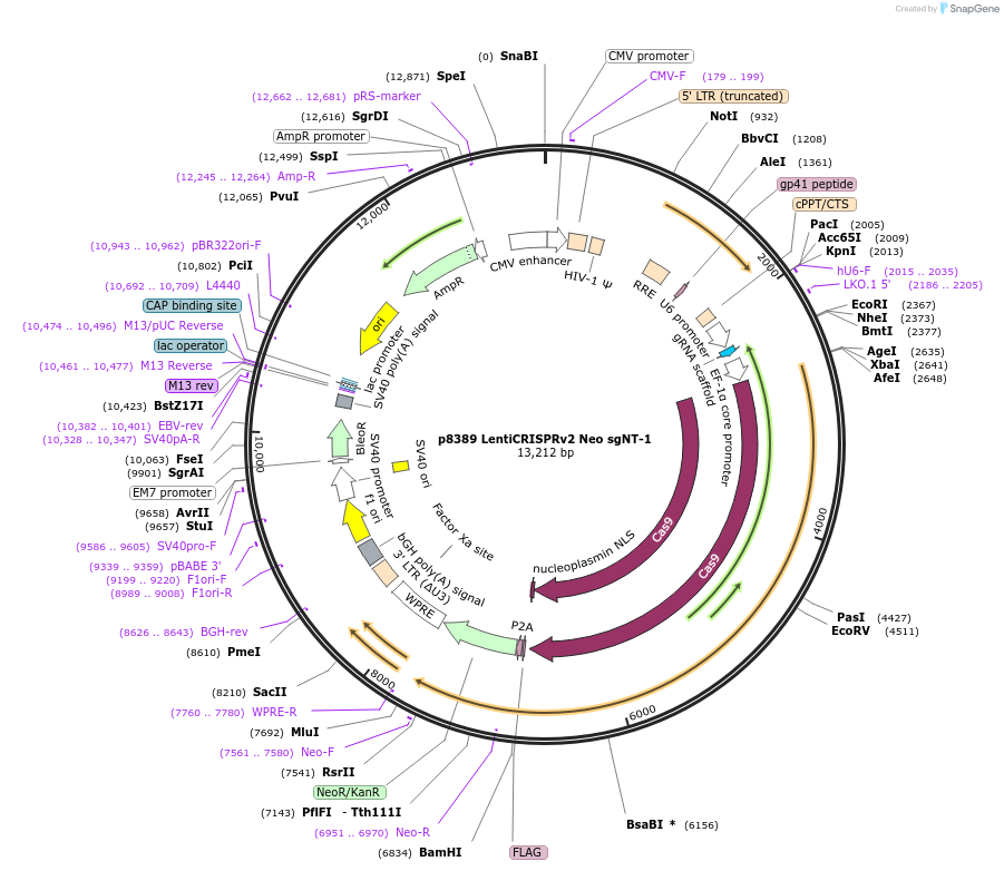 221649-plasmid-map-sequence-id-438024