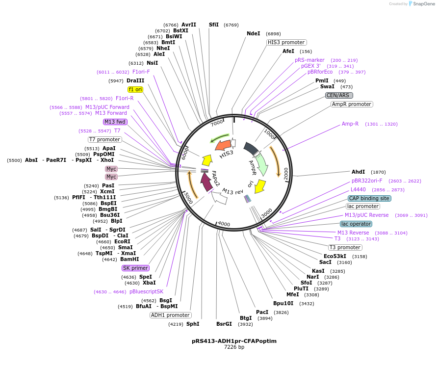 221099-plasmid-map-sequence-id-438027