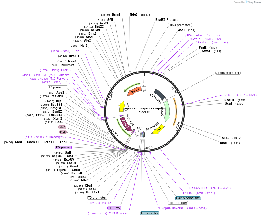 221111-plasmid-map-sequence-id-438029