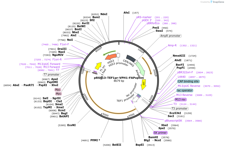 221125-plasmid-map-sequence-id-438030
