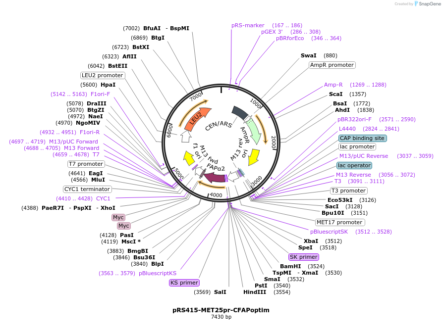 221102-plasmid-map-sequence-id-438031