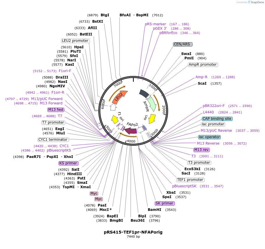 221086-plasmid-map-sequence-id-438039