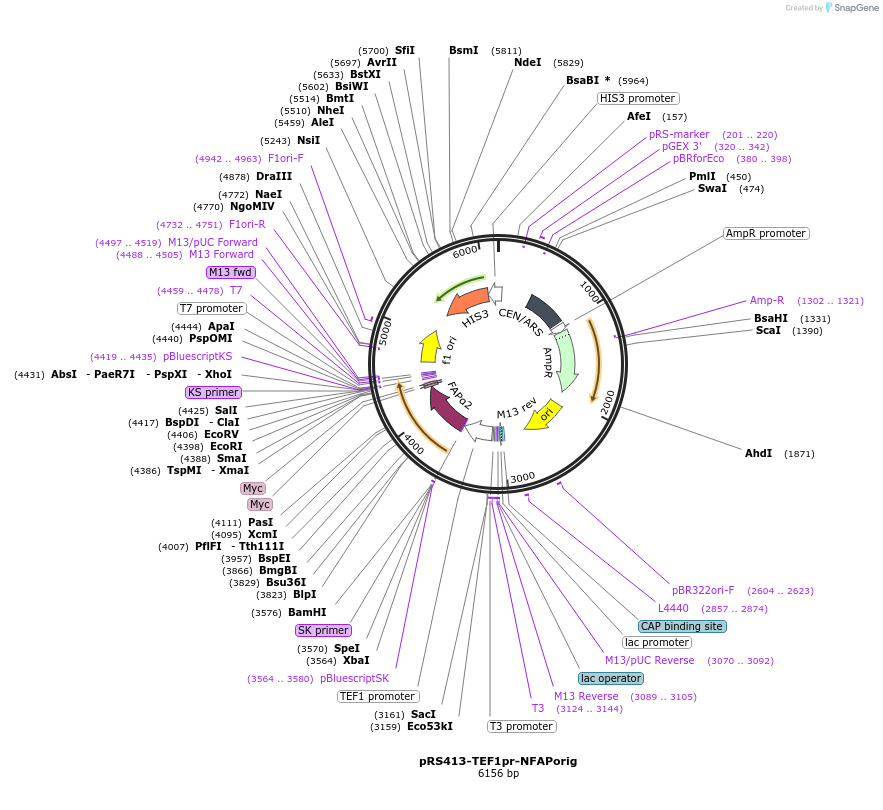 221091-plasmid-map-sequence-id-438041
