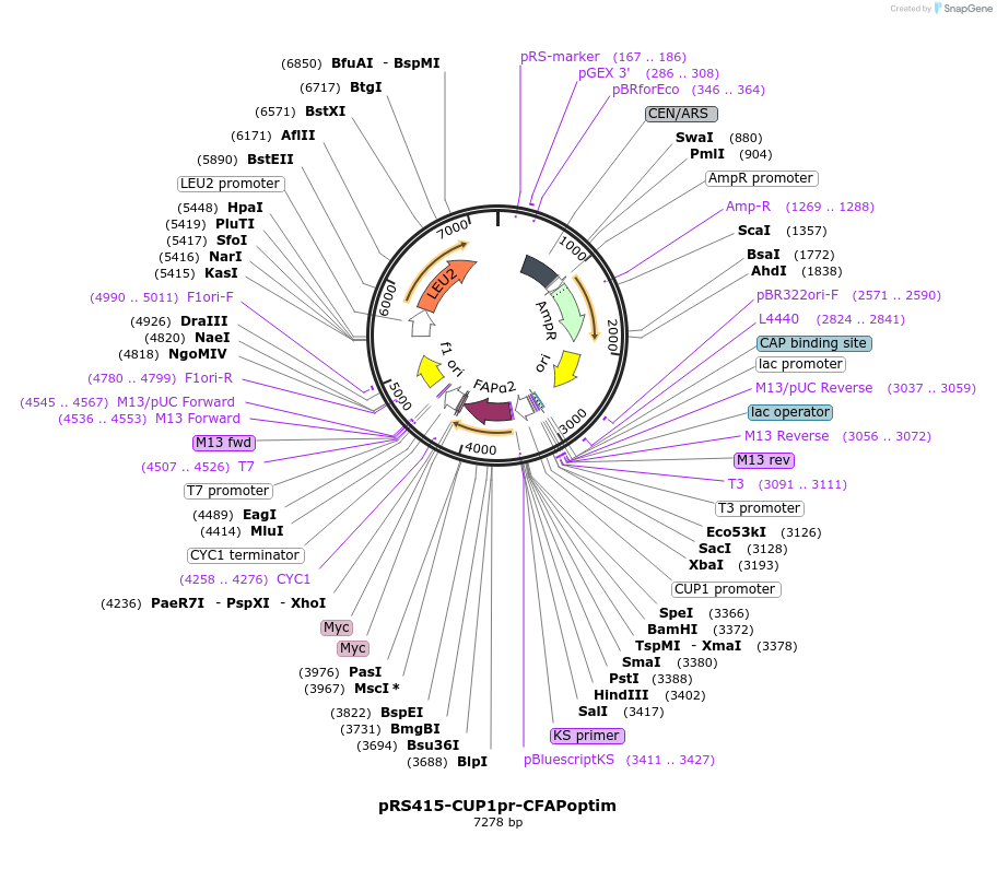 221108-plasmid-map-sequence-id-438042
