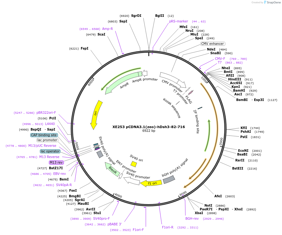 16756-plasmid-map-sequence-id-43806