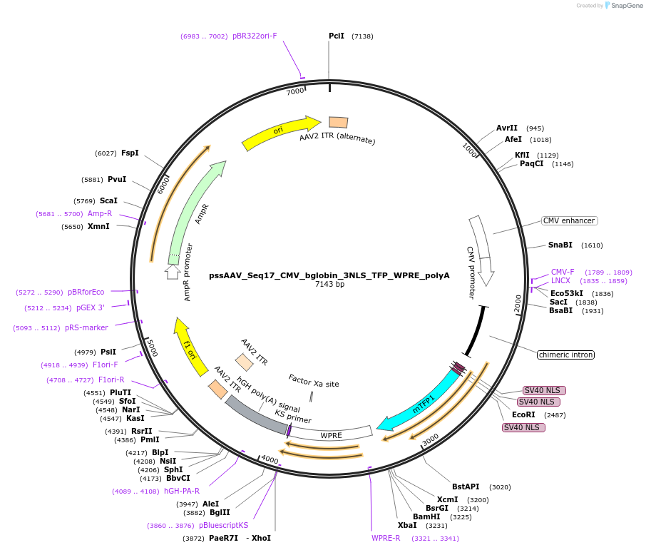 220223-plasmid-map-sequence-id-438062