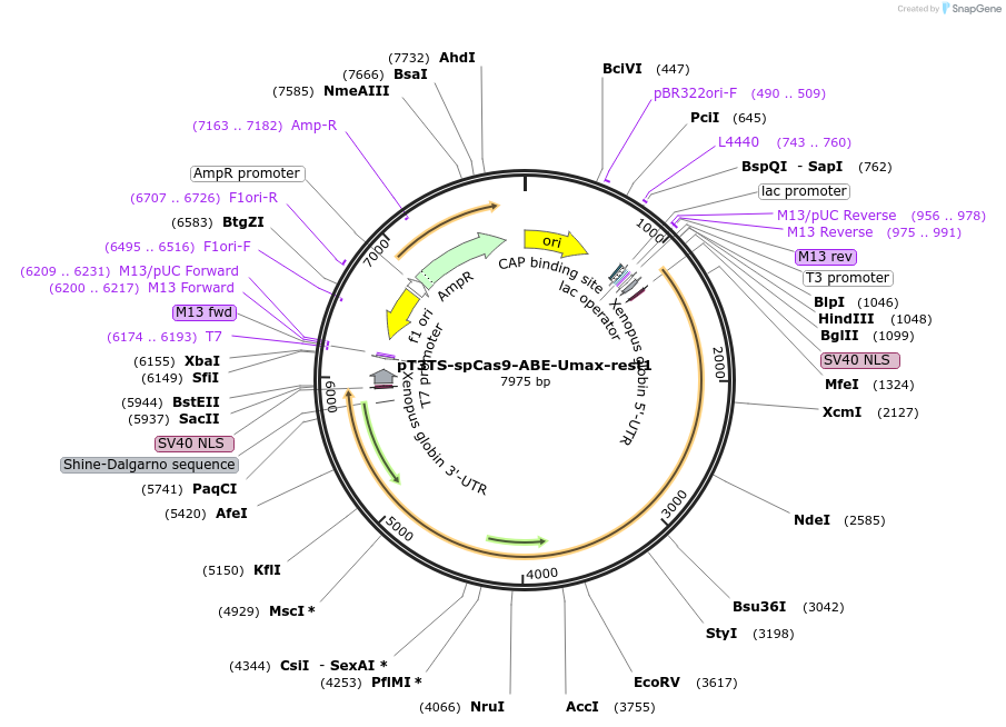 222144-plasmid-map-sequence-id-438072