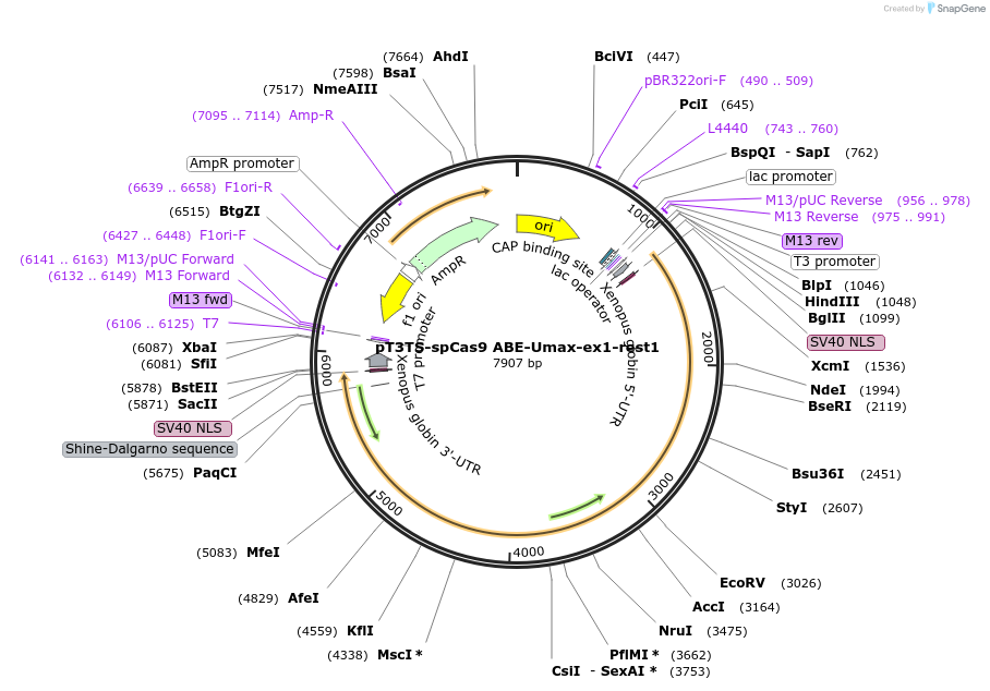 222140-plasmid-map-sequence-id-438073