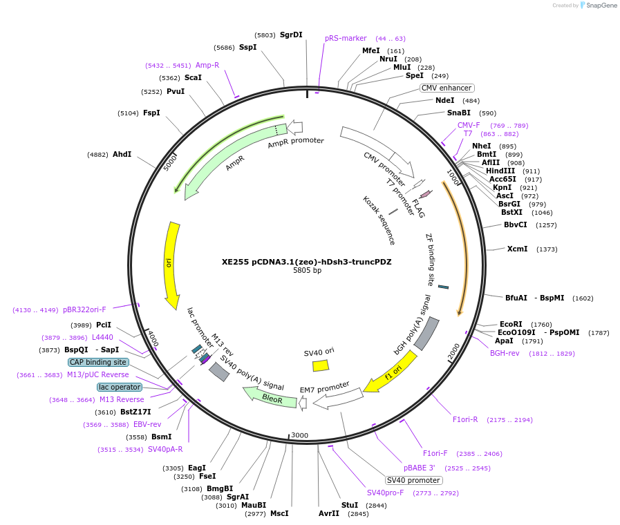 16754-plasmid-map-sequence-id-43809