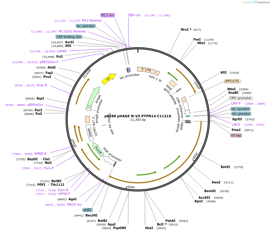 221648-plasmid-map-sequence-id-438146