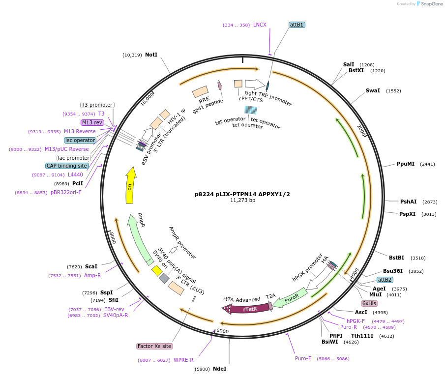 221644-plasmid-map-sequence-id-438148