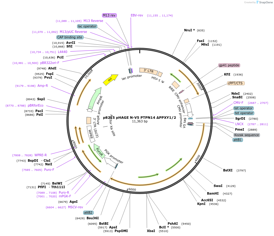 221646-plasmid-map-sequence-id-438149