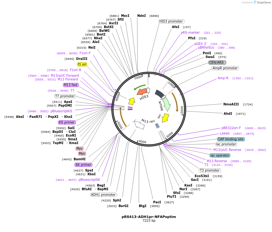 221098-plasmid-map-sequence-id-438153