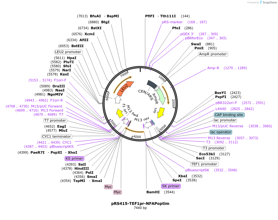 221088-plasmid-map-sequence-id-438154