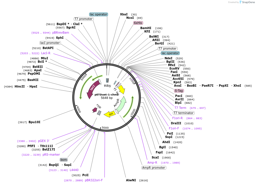 221341-plasmid-map-sequence-id-438165