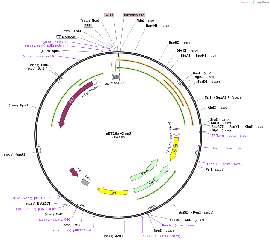 221342-plasmid-map-sequence-id-438167