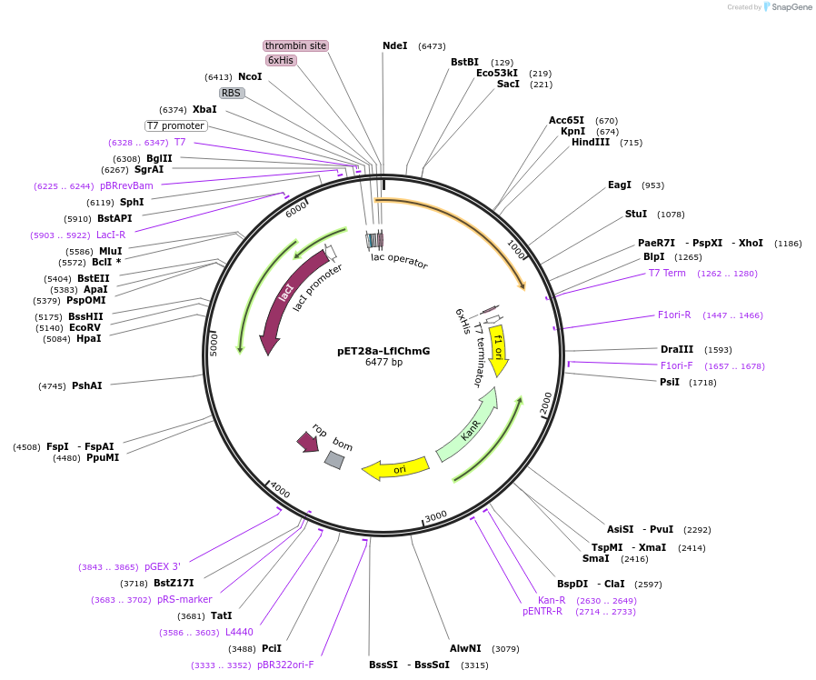 221343-plasmid-map-sequence-id-438168