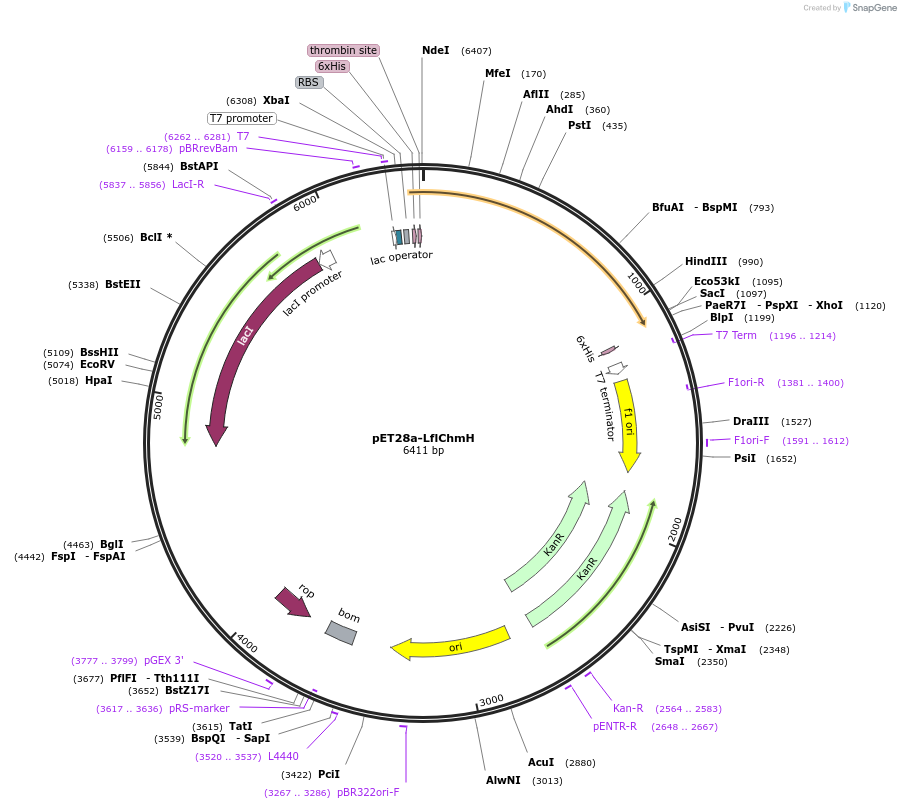 221344-plasmid-map-sequence-id-438169