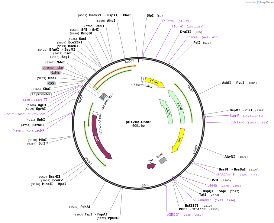 221345-plasmid-map-sequence-id-438170