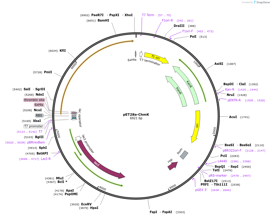 221346-plasmid-map-sequence-id-438171