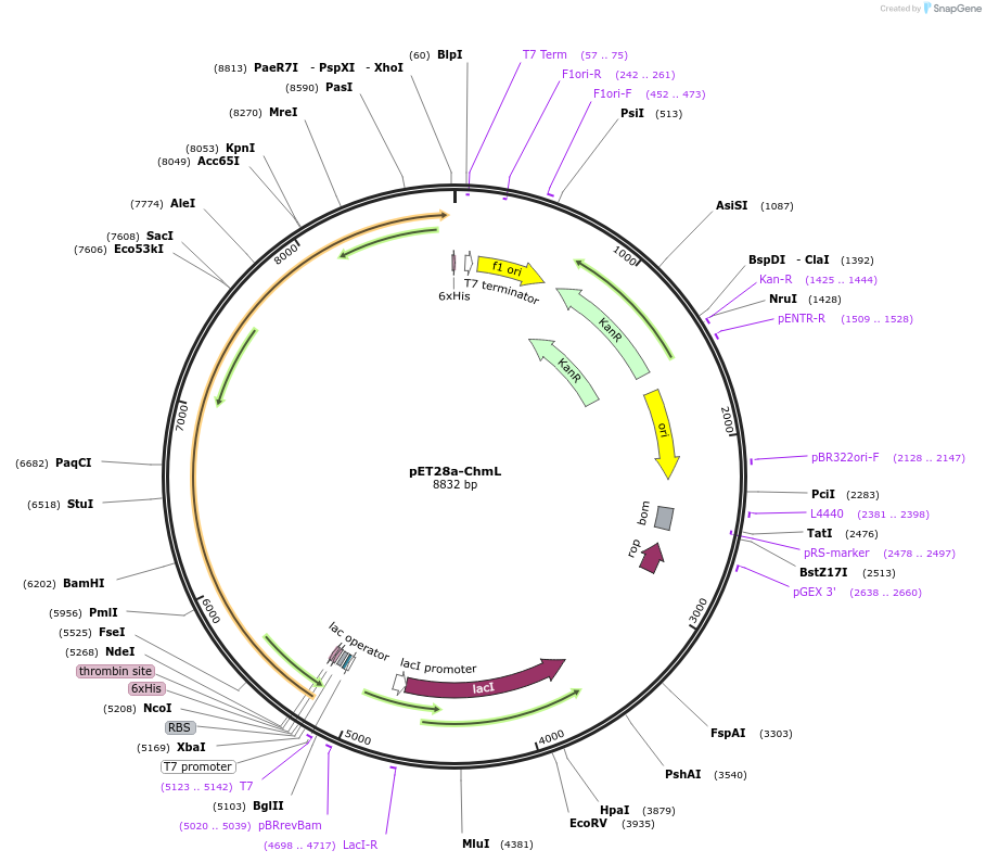 221347-plasmid-map-sequence-id-438172