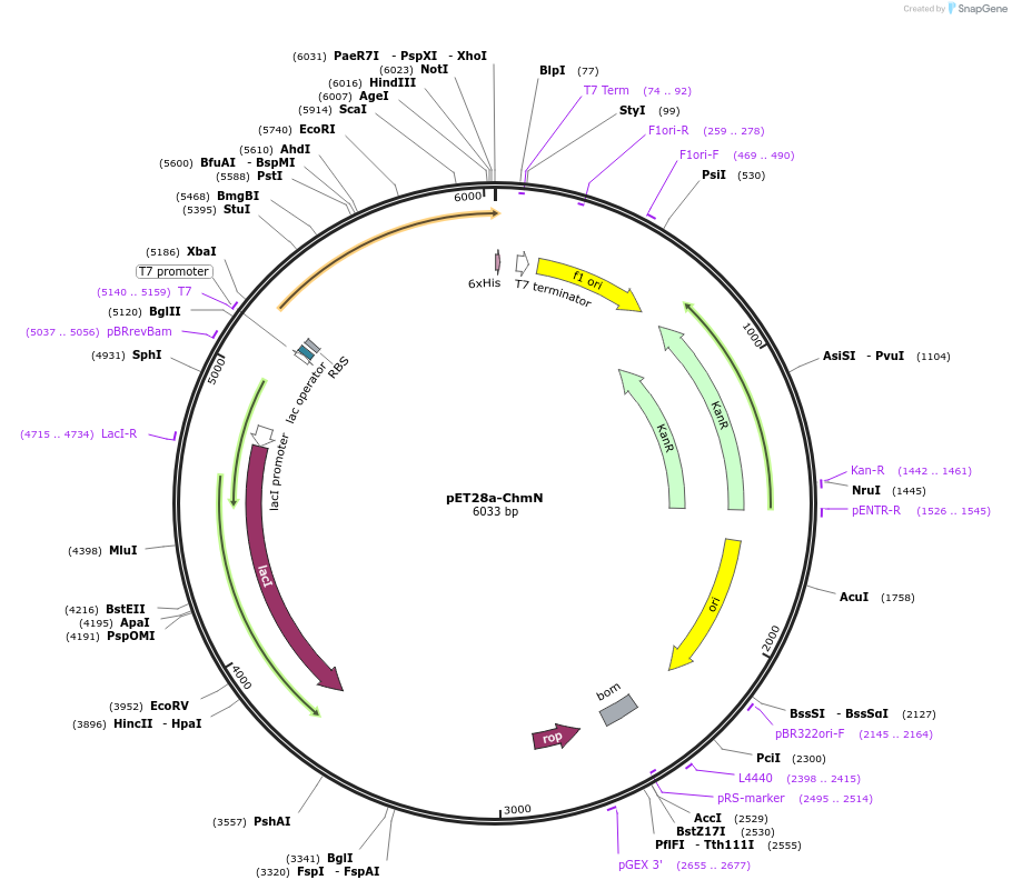 221348-plasmid-map-sequence-id-438173