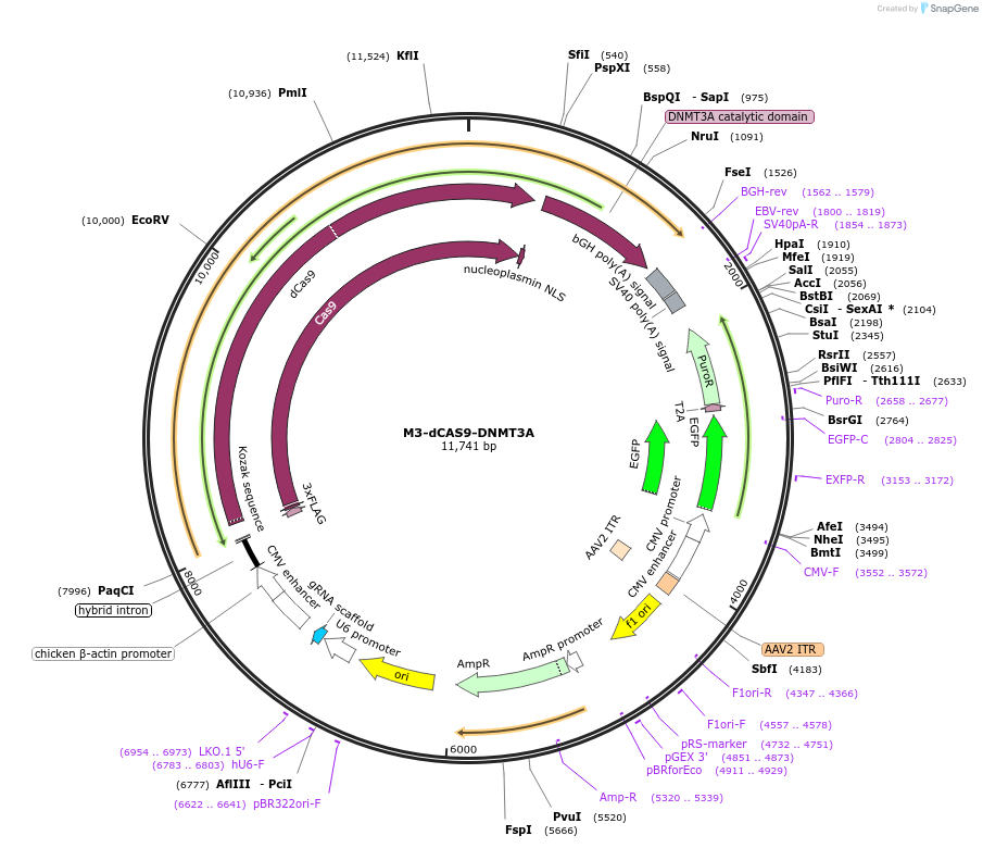 220237-plasmid-map-sequence-id-438174
