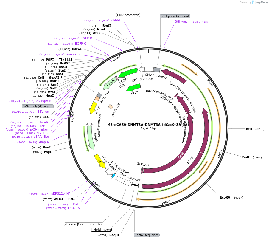 218776-plasmid-map-sequence-id-438178