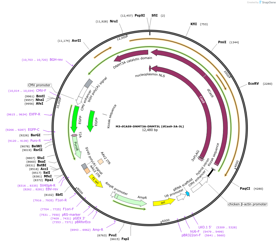 218777-plasmid-map-sequence-id-438179