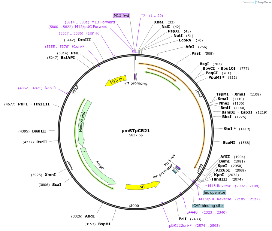 35628-plasmid-map-sequence-id-43818