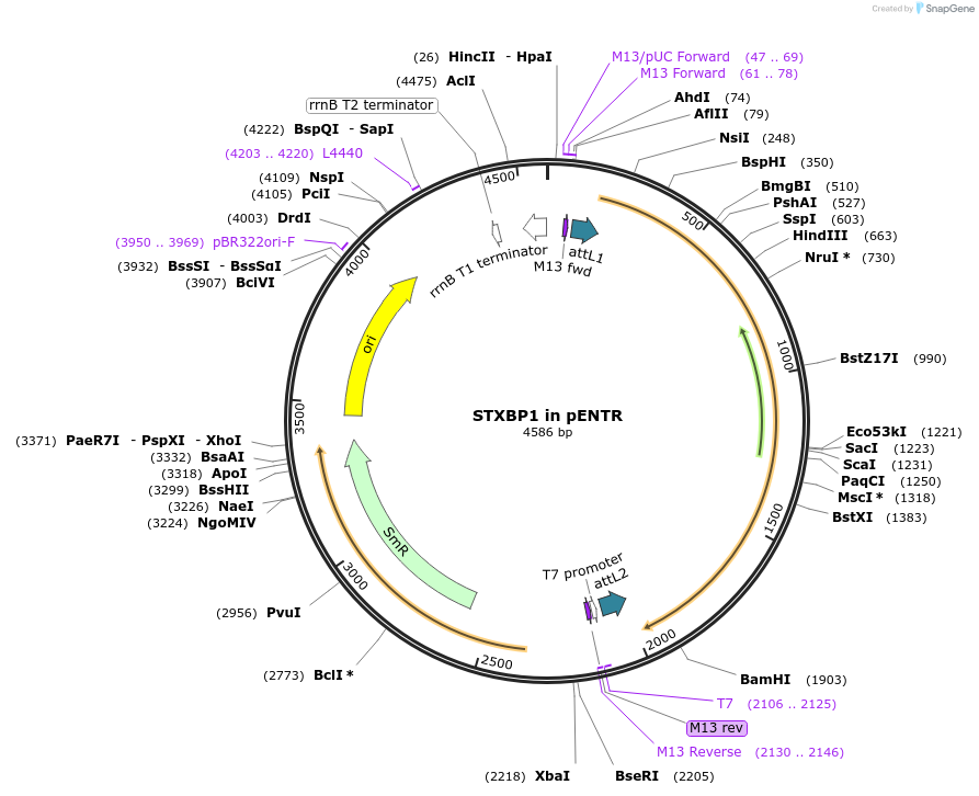 216624-plasmid-map-sequence-id-438189