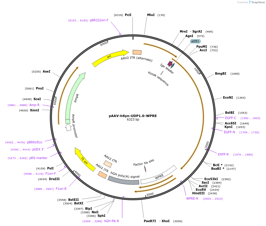 220849-plasmid-map-sequence-id-438192