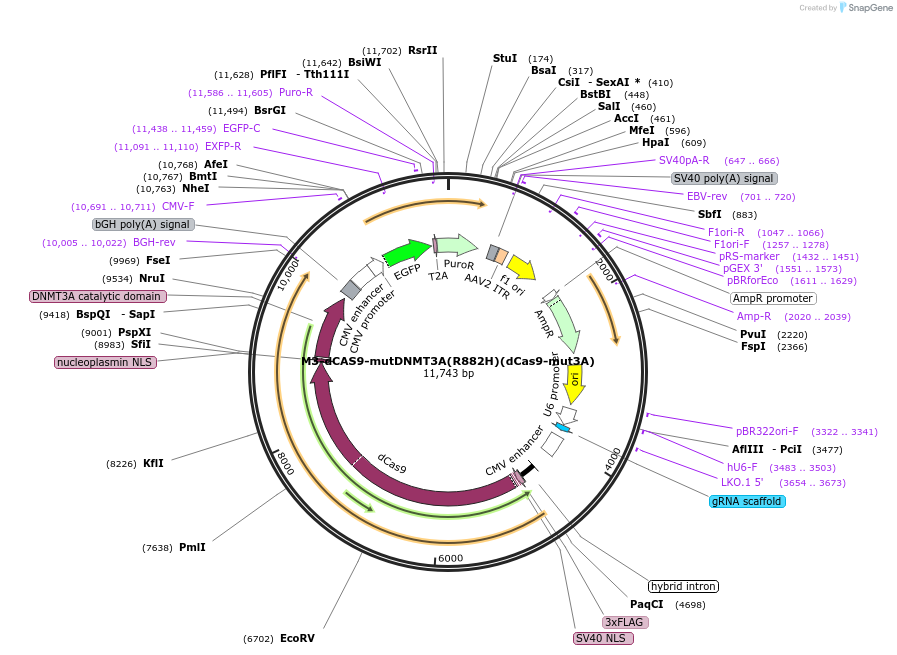 218788-plasmid-map-sequence-id-438193