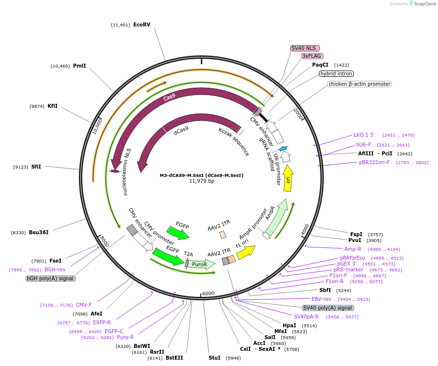 218782-plasmid-map-sequence-id-438194