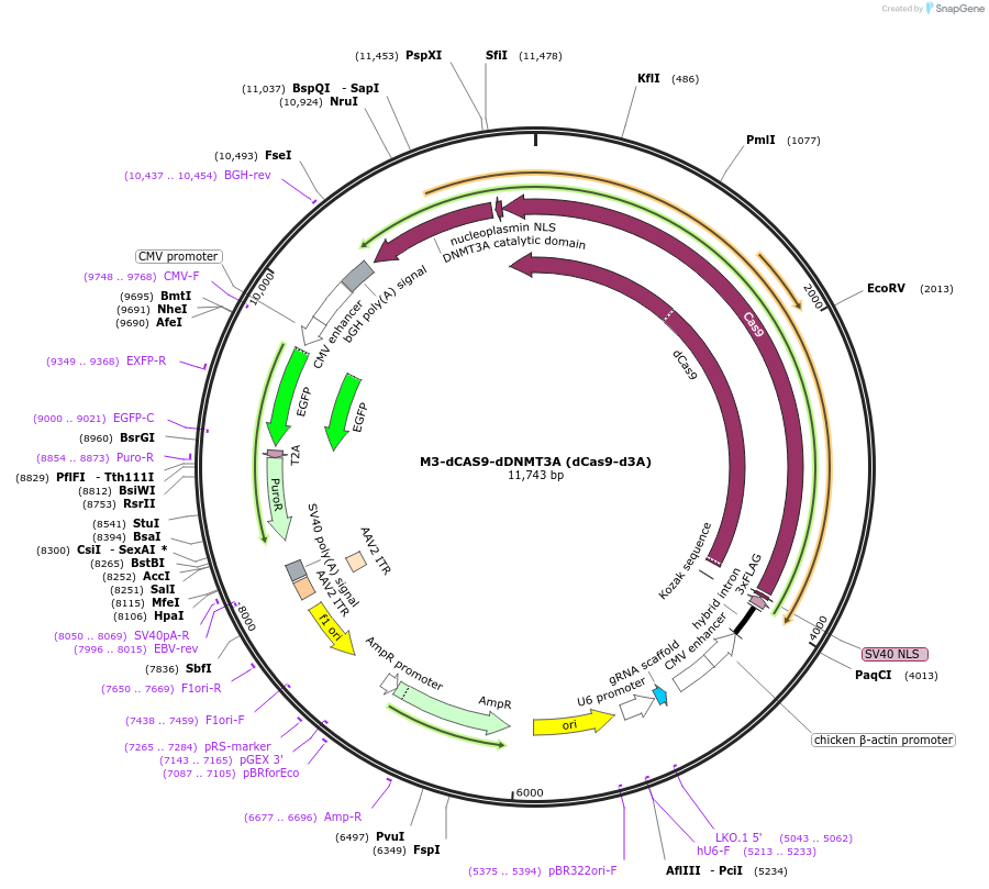 218787-plasmid-map-sequence-id-438195
