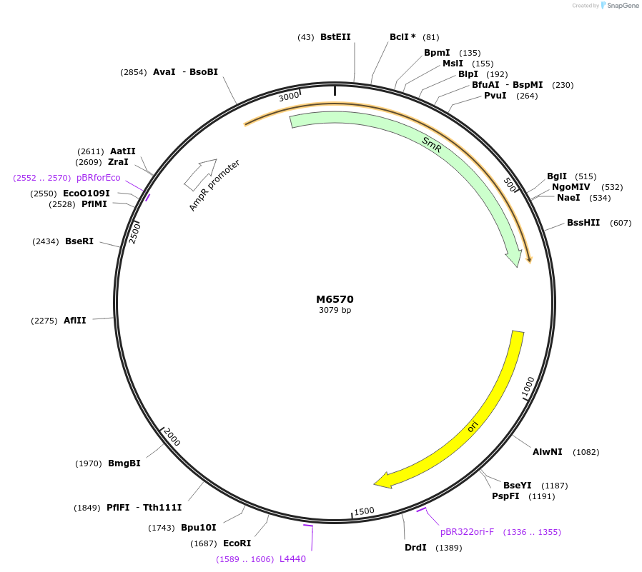 219773-plasmid-map-sequence-id-438199