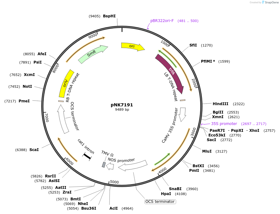 219764-plasmid-map-sequence-id-438201