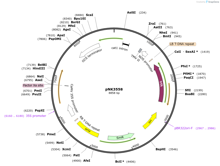 219776-plasmid-map-sequence-id-438202