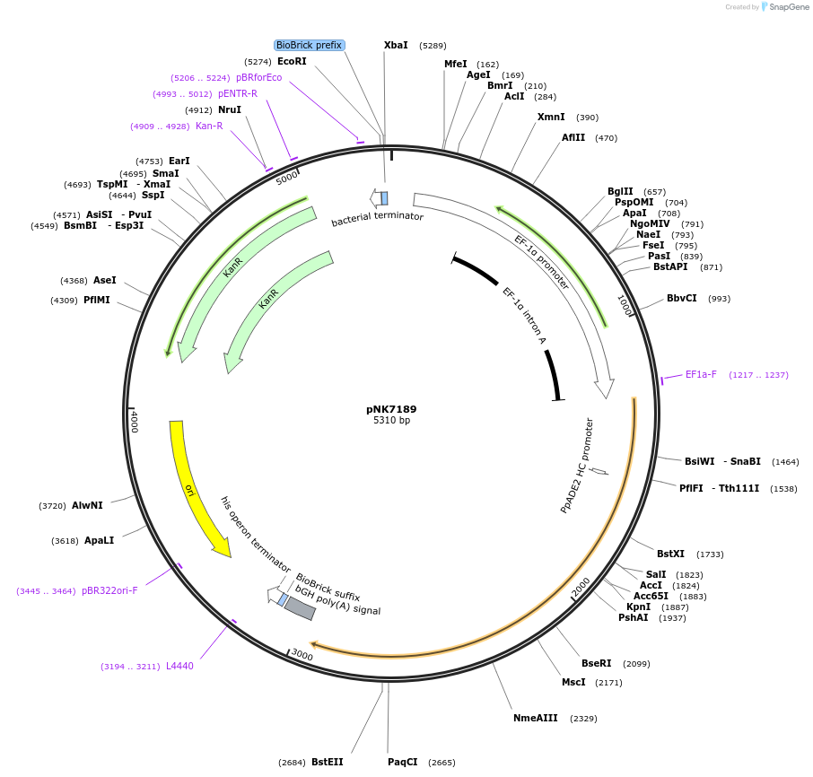 219759-plasmid-map-sequence-id-438205