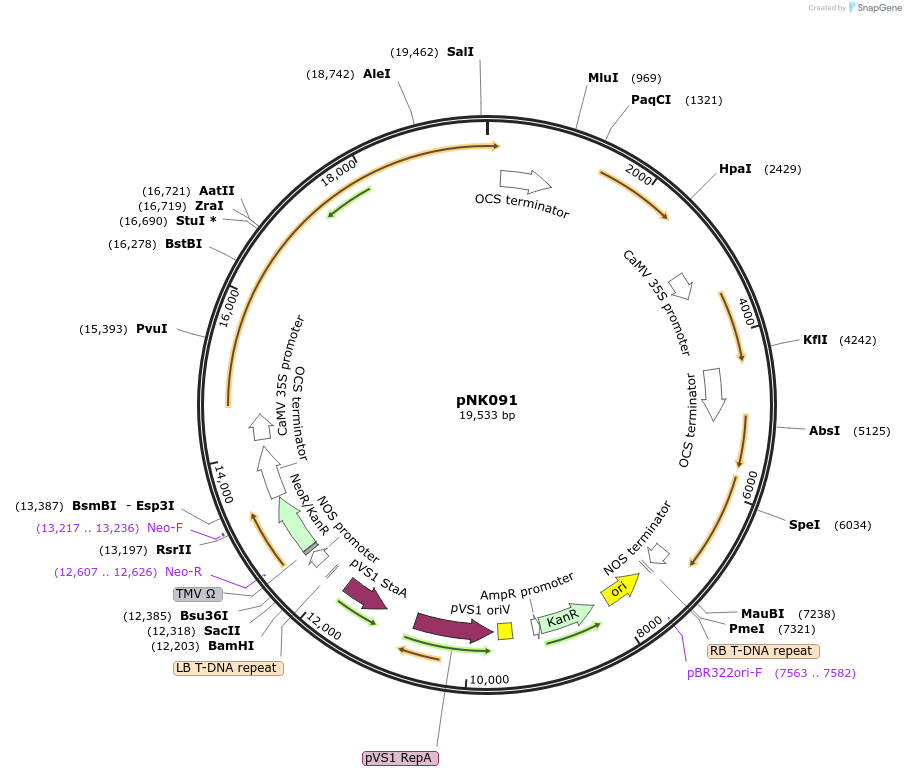 219769-plasmid-map-sequence-id-438210