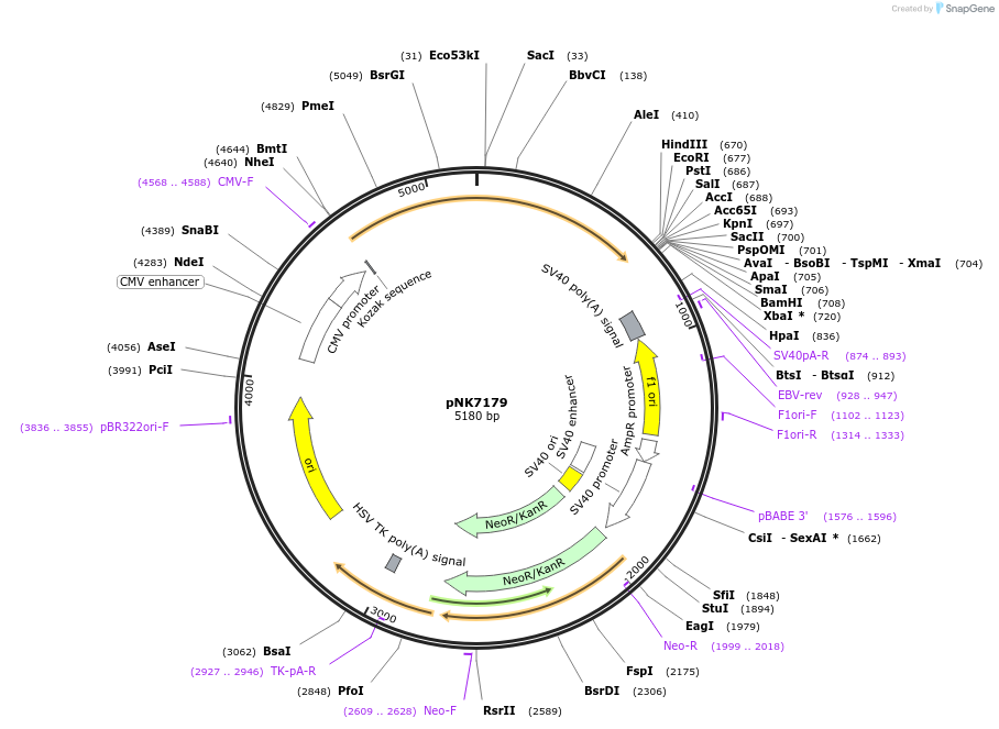 219757-plasmid-map-sequence-id-438218