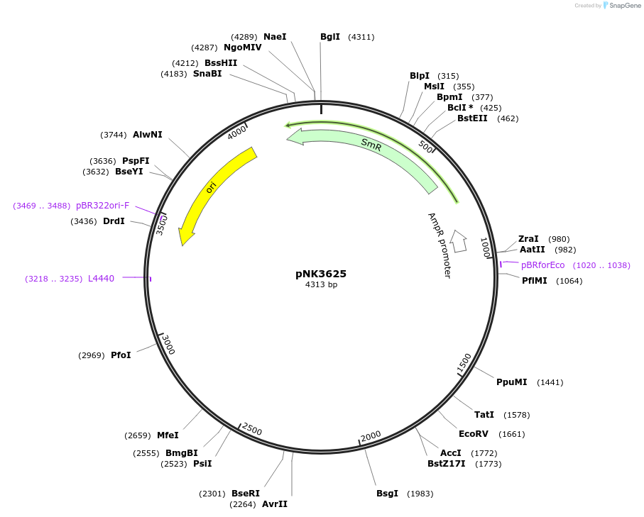 219770-plasmid-map-sequence-id-438220