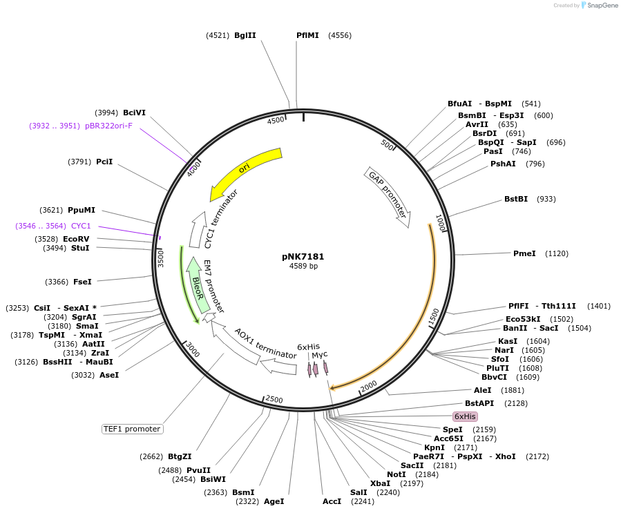 219766-plasmid-map-sequence-id-438221